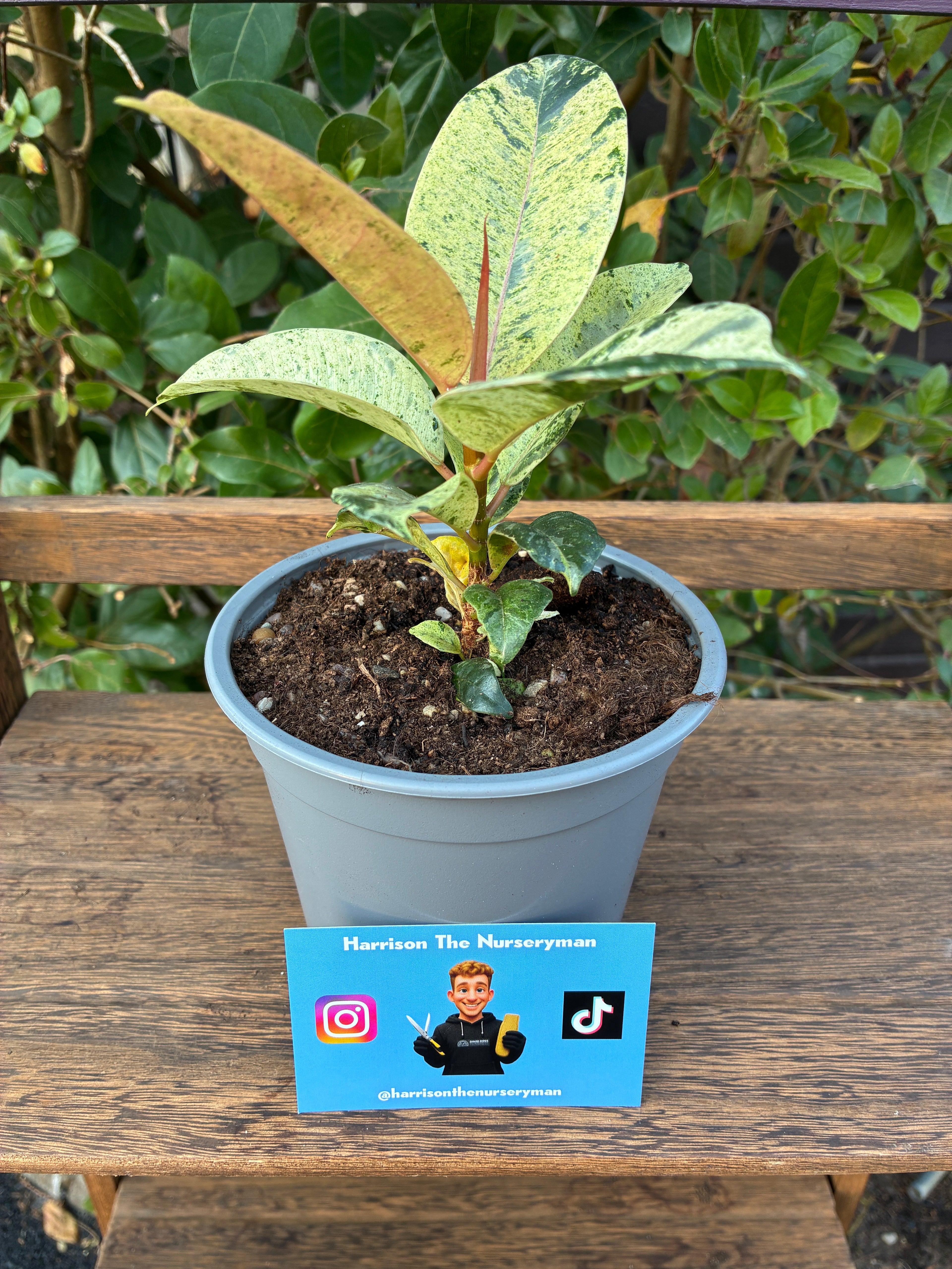 Ficus elastica 'Schrijveriana' (Variegated Rubber Plant)