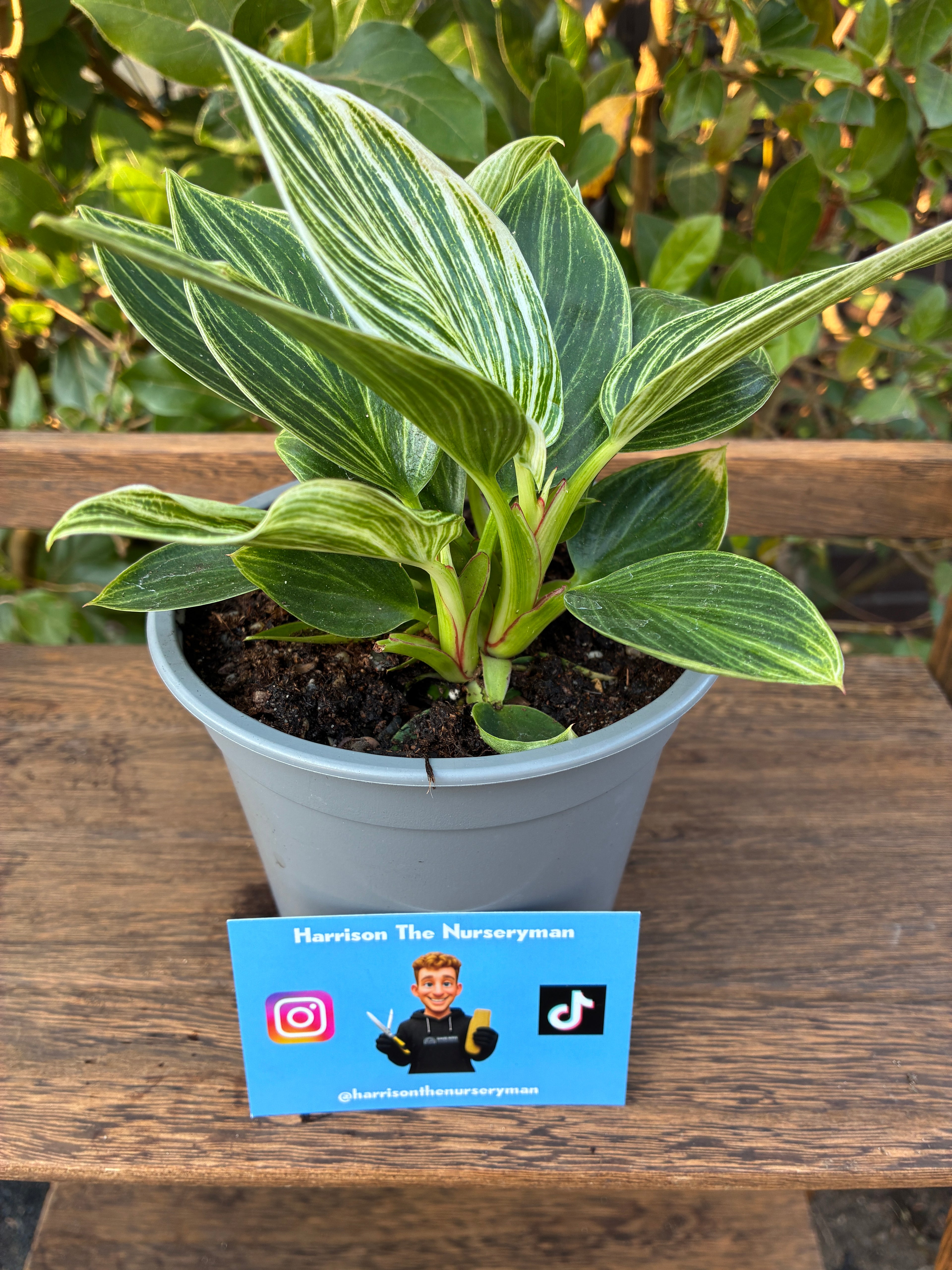 Philodendron 'Birkin'