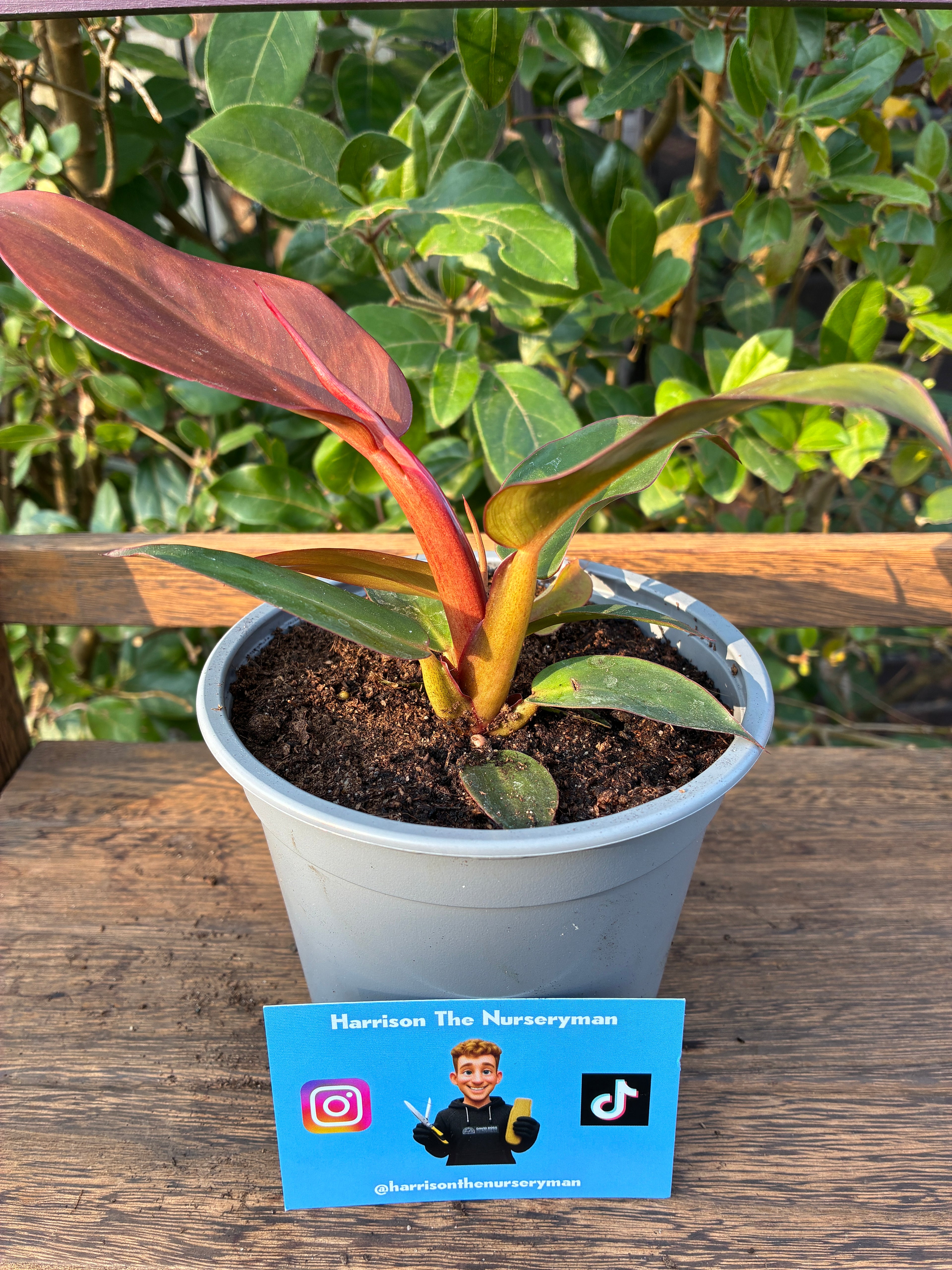 Philodendron 'Red Sun'