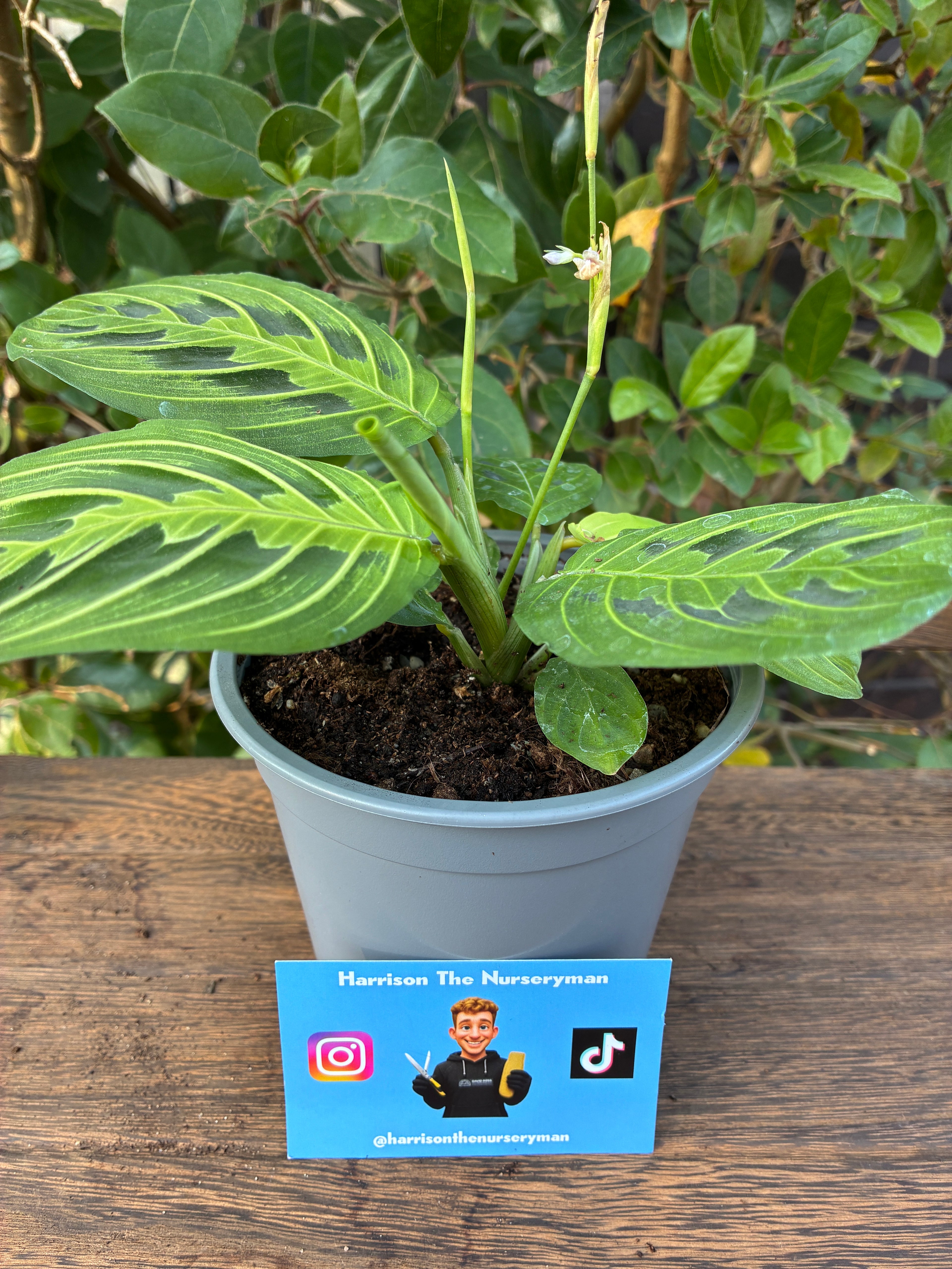 Maranta 'Lemon Lime' (Prayer Plant)