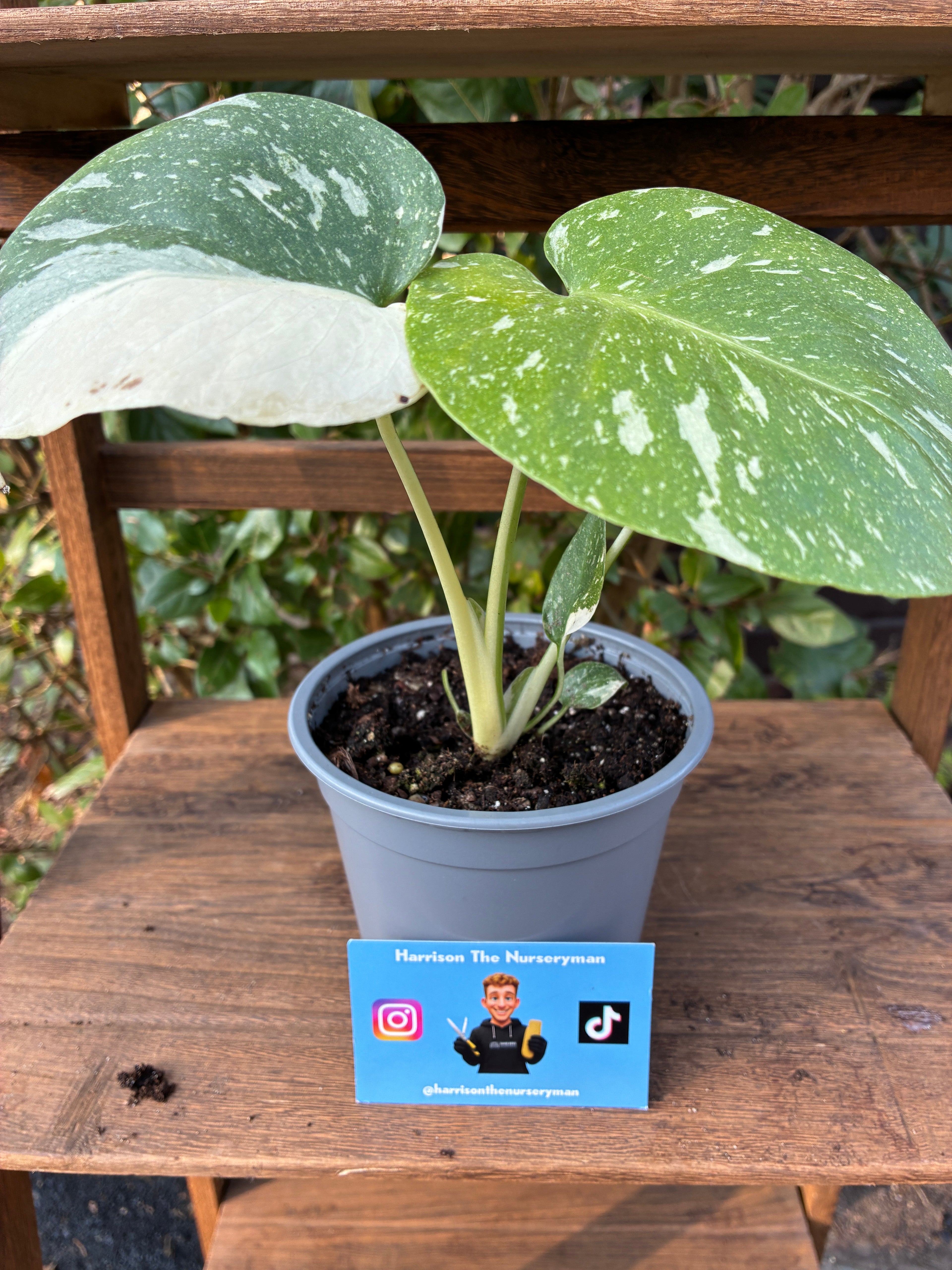 Monstera 'Thai Constellation' (Variegated Cheese Plant)