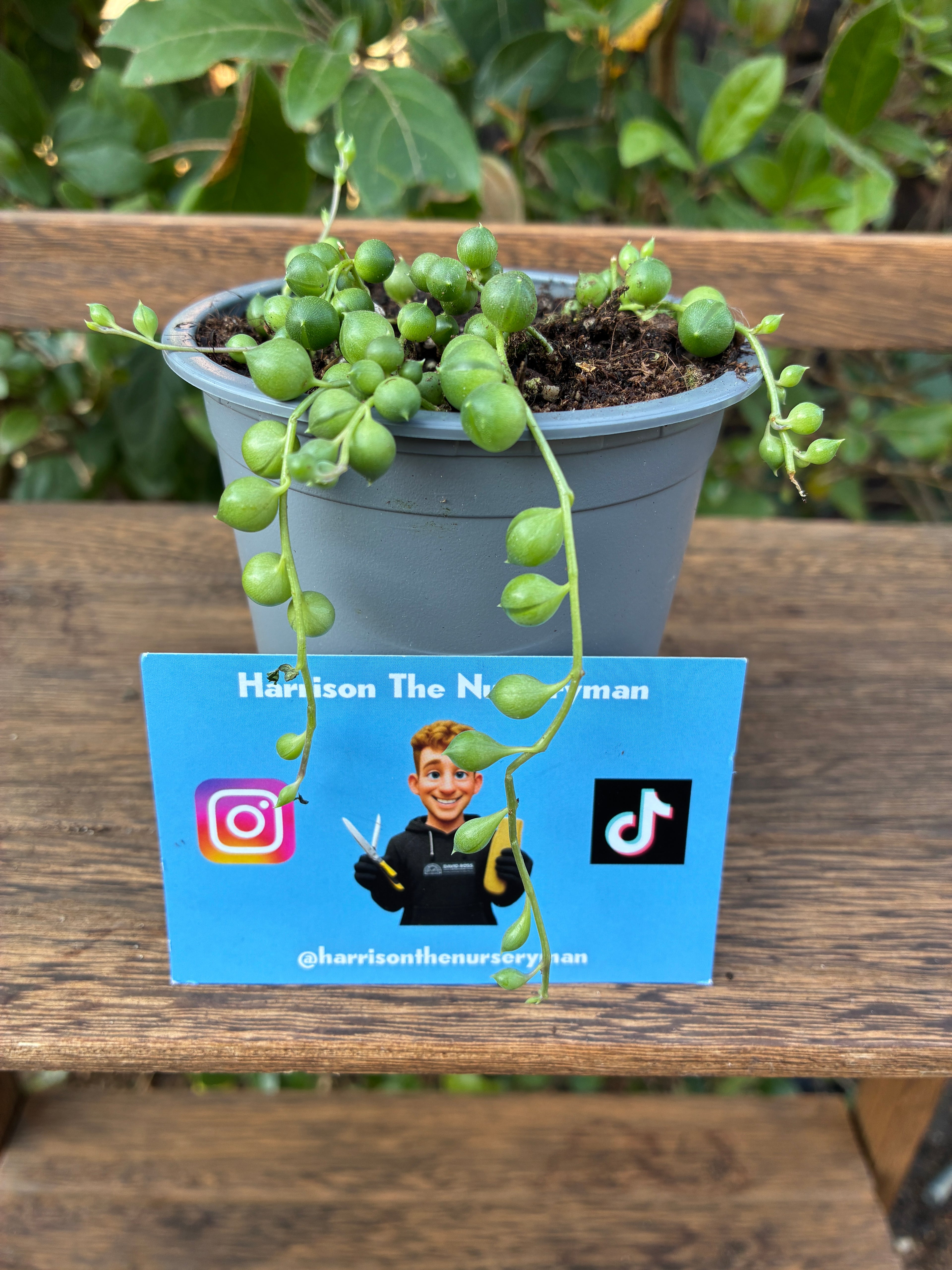Senecio Herreanus (String of Pearls)