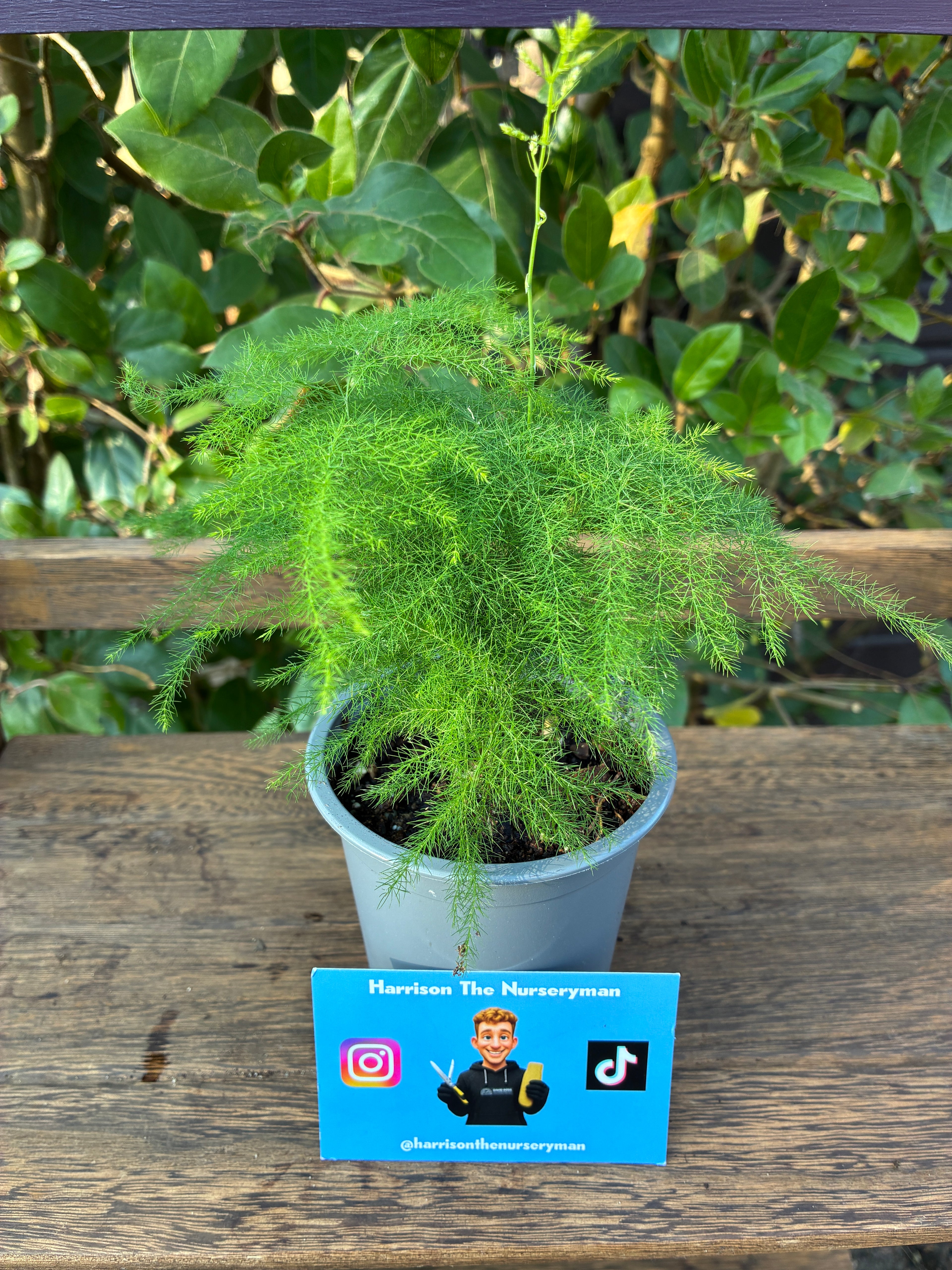 Asparagus Sectaceus (Asparagus fern)