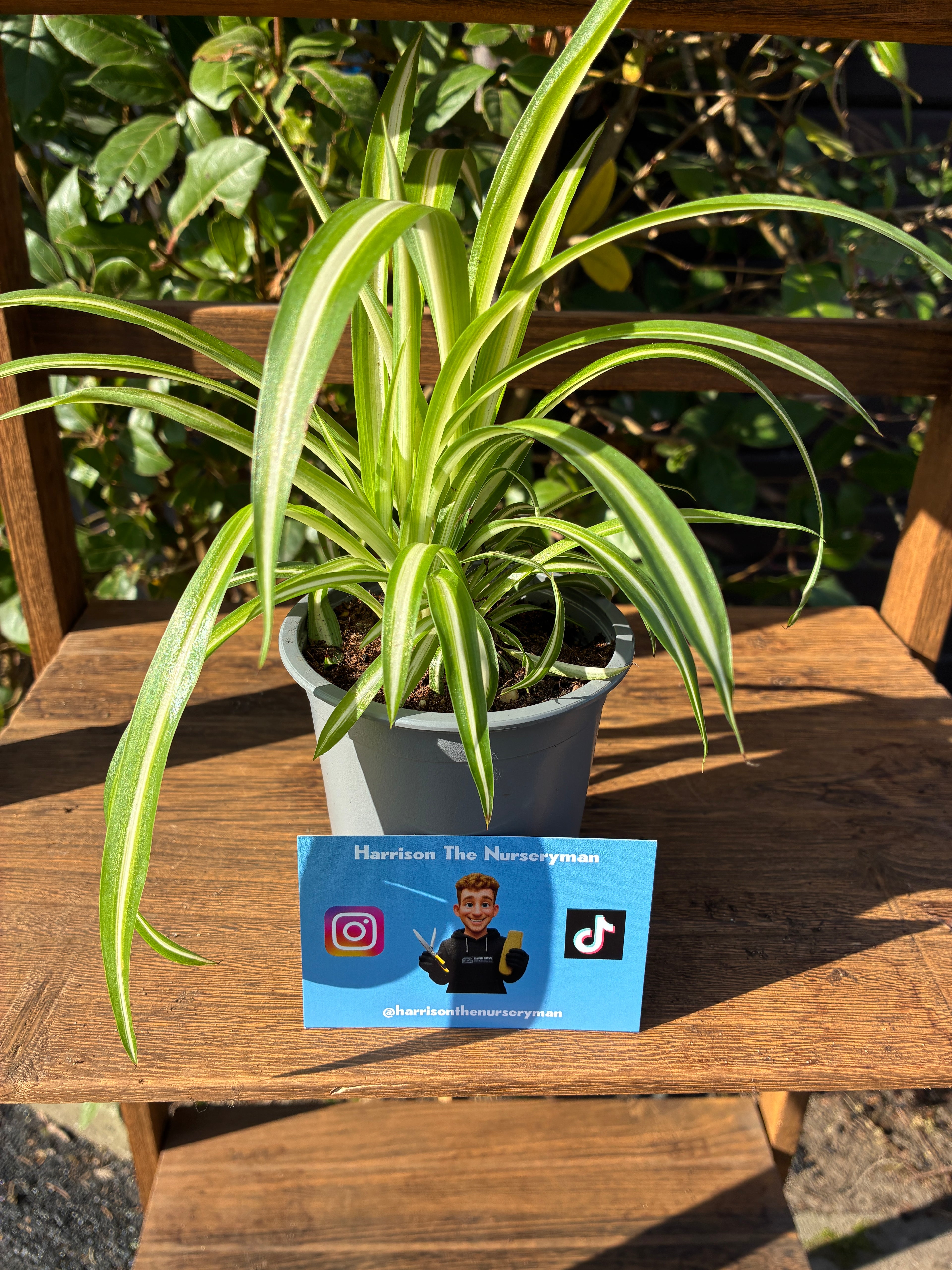 Chlorophytum 'White Lightning' (Spider plant)