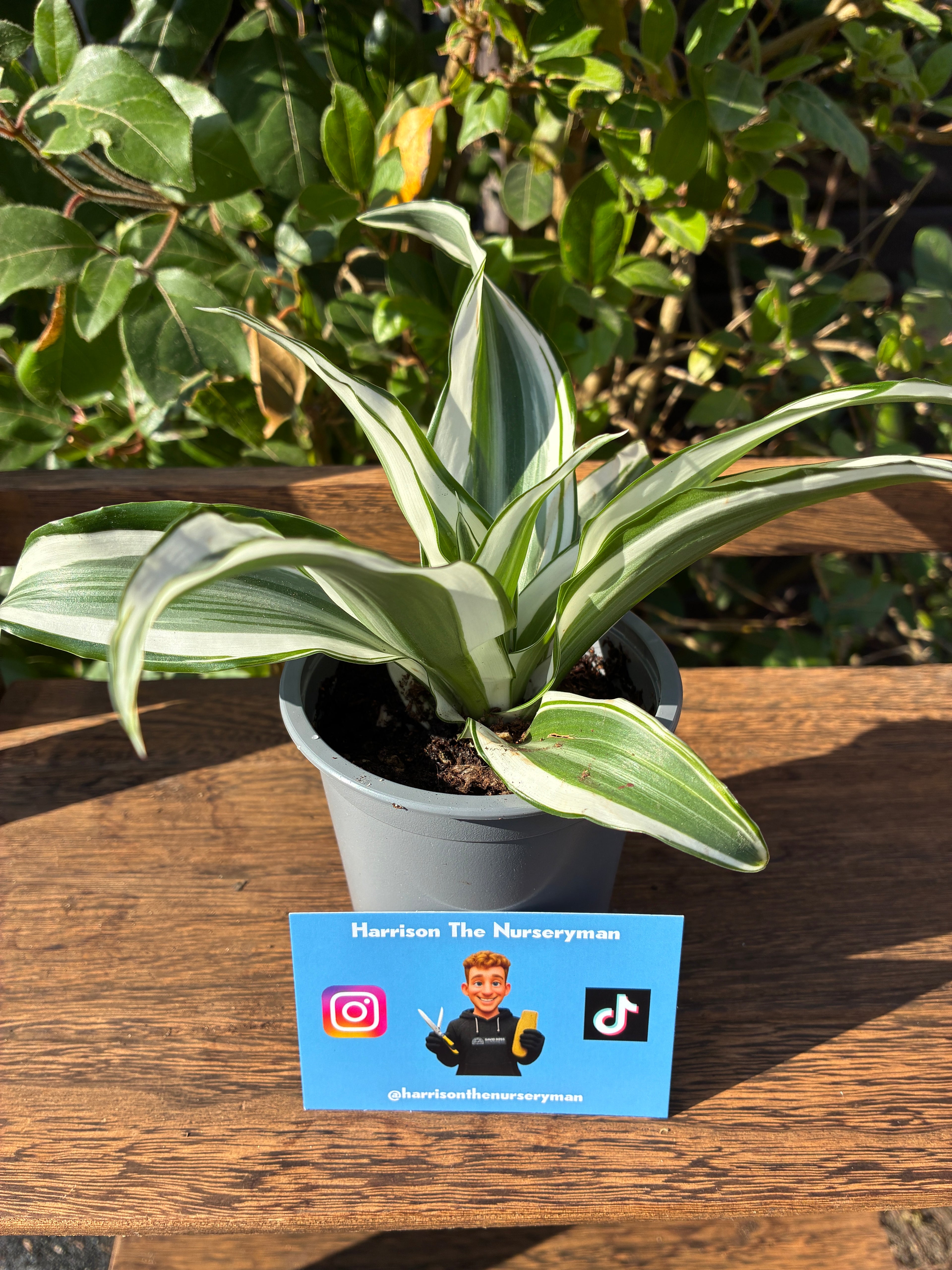 Dracaena 'White Stripe' (Ribbon Plant)