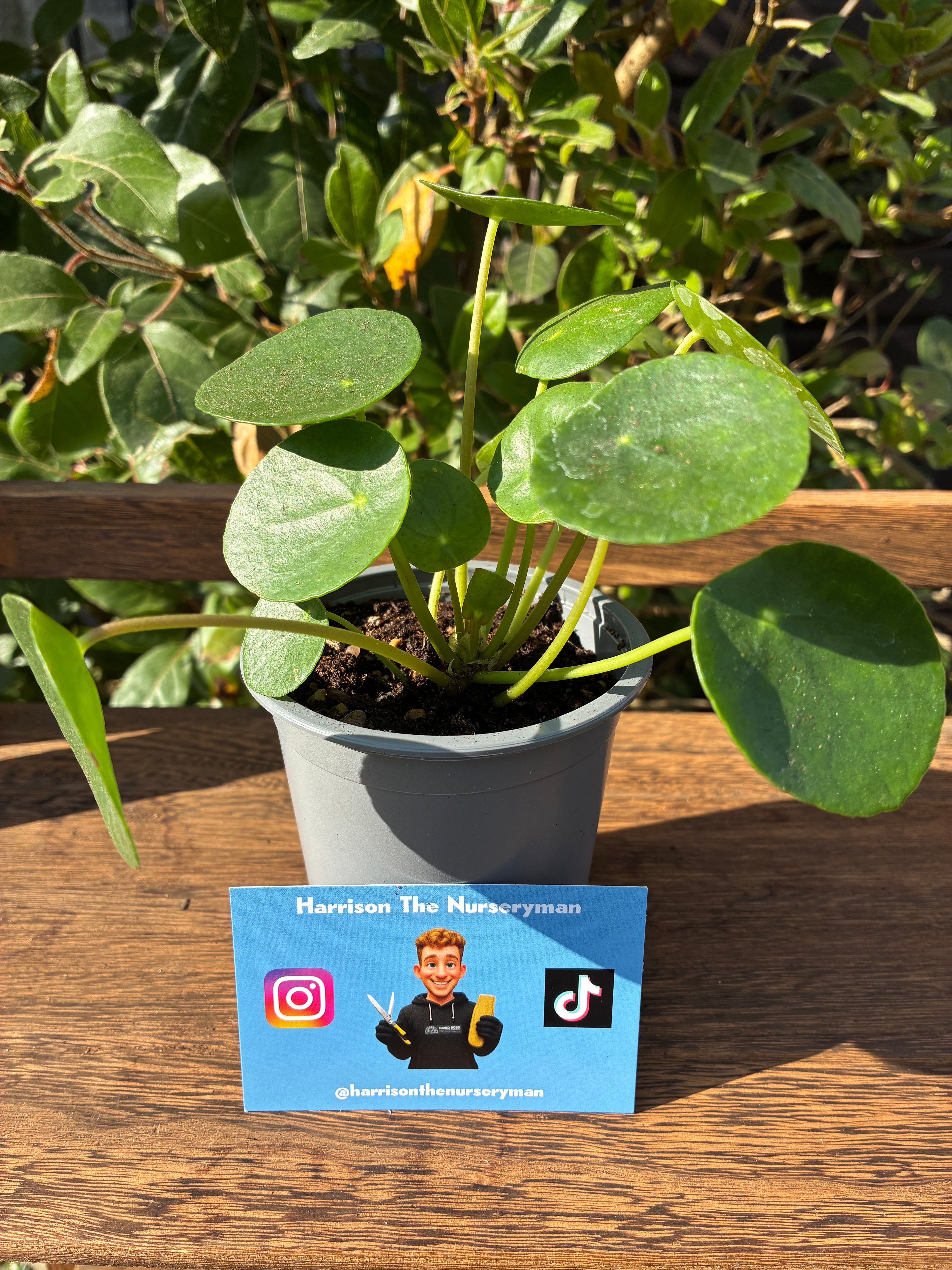 Pilea Pepermidoes (Chinese money plant)