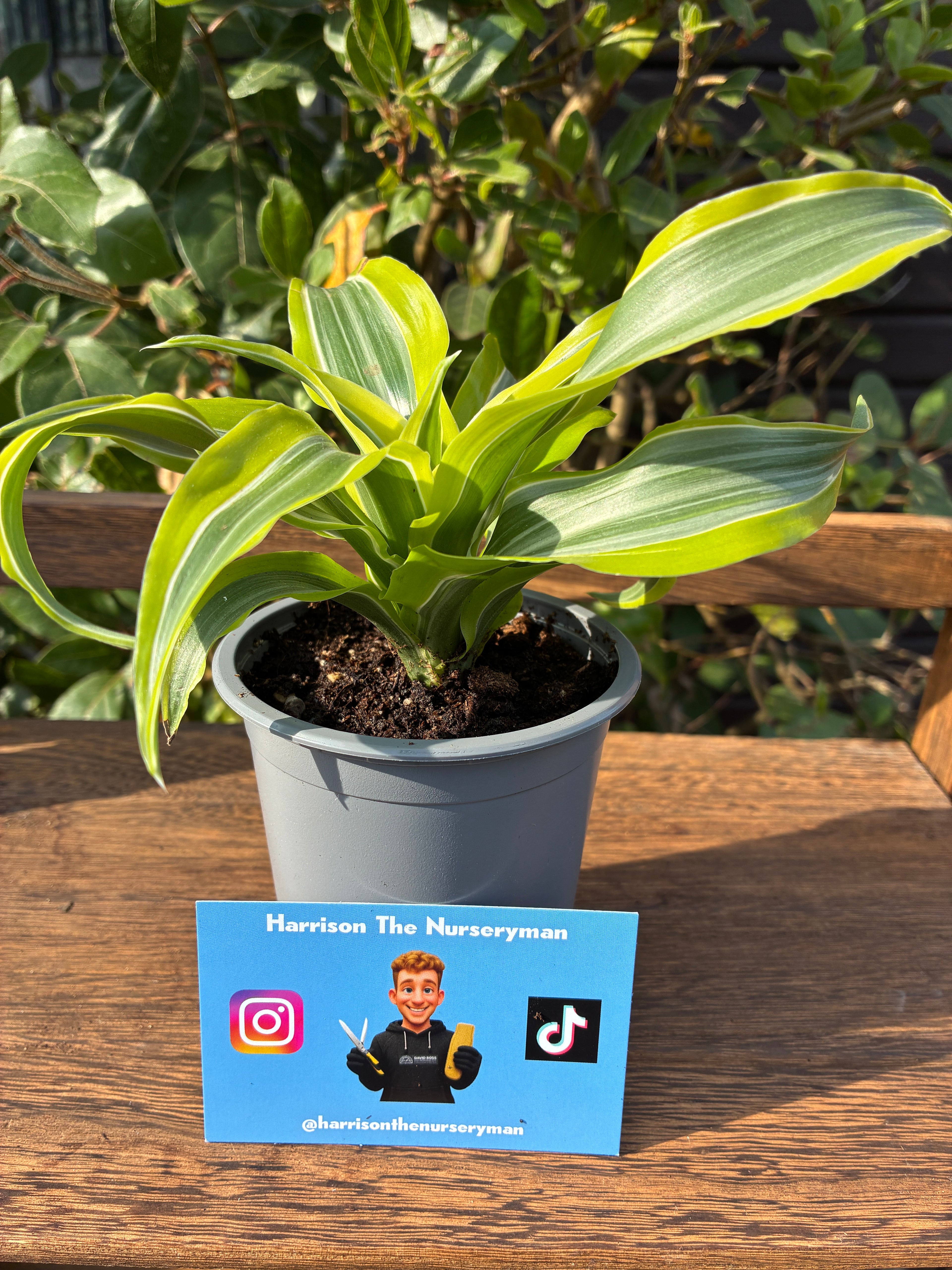 Dracaena 'Limelight' (Ribbon Plant)