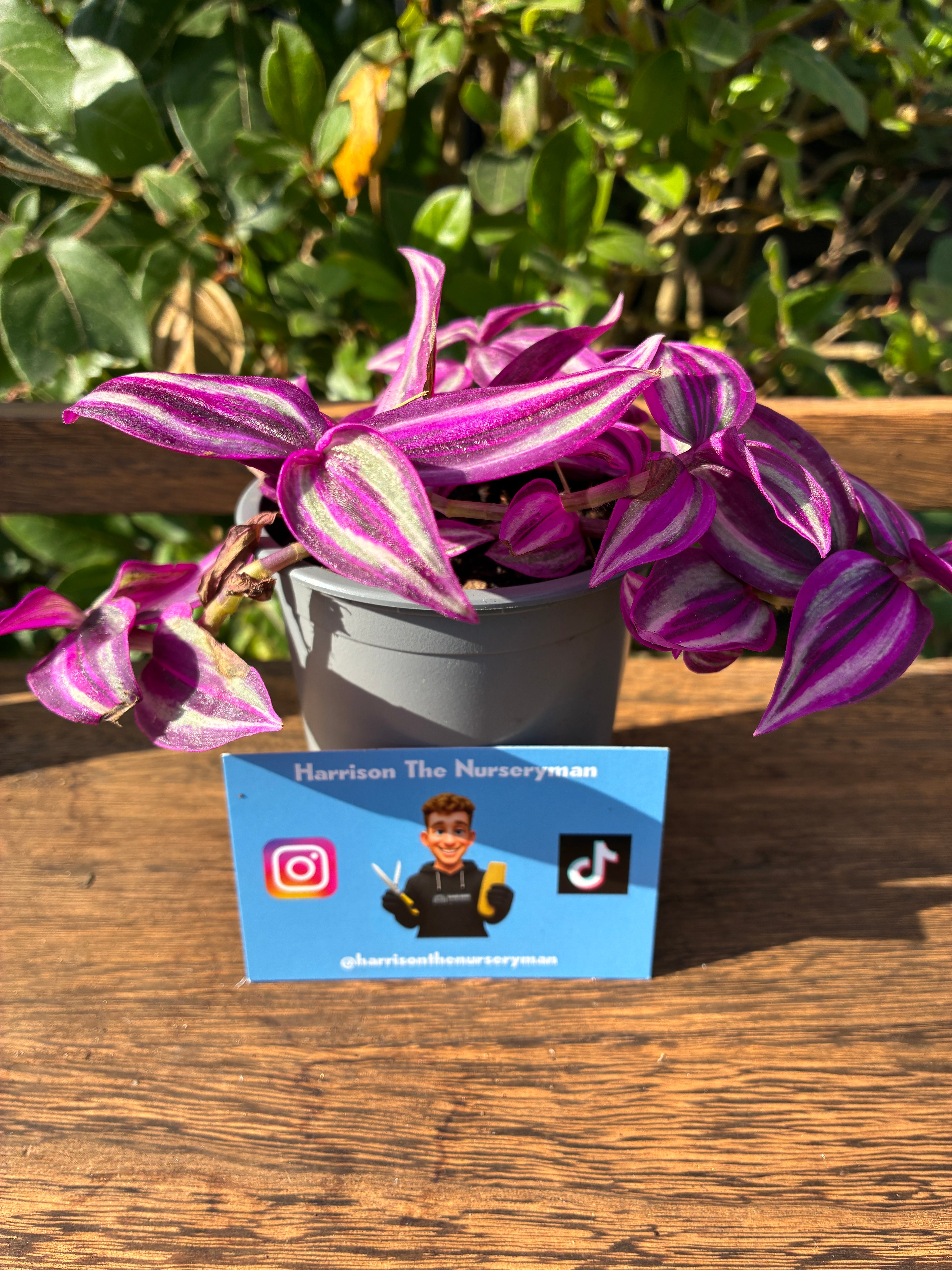 Tradescantia 'Pink Paradise' (Spiderwort)