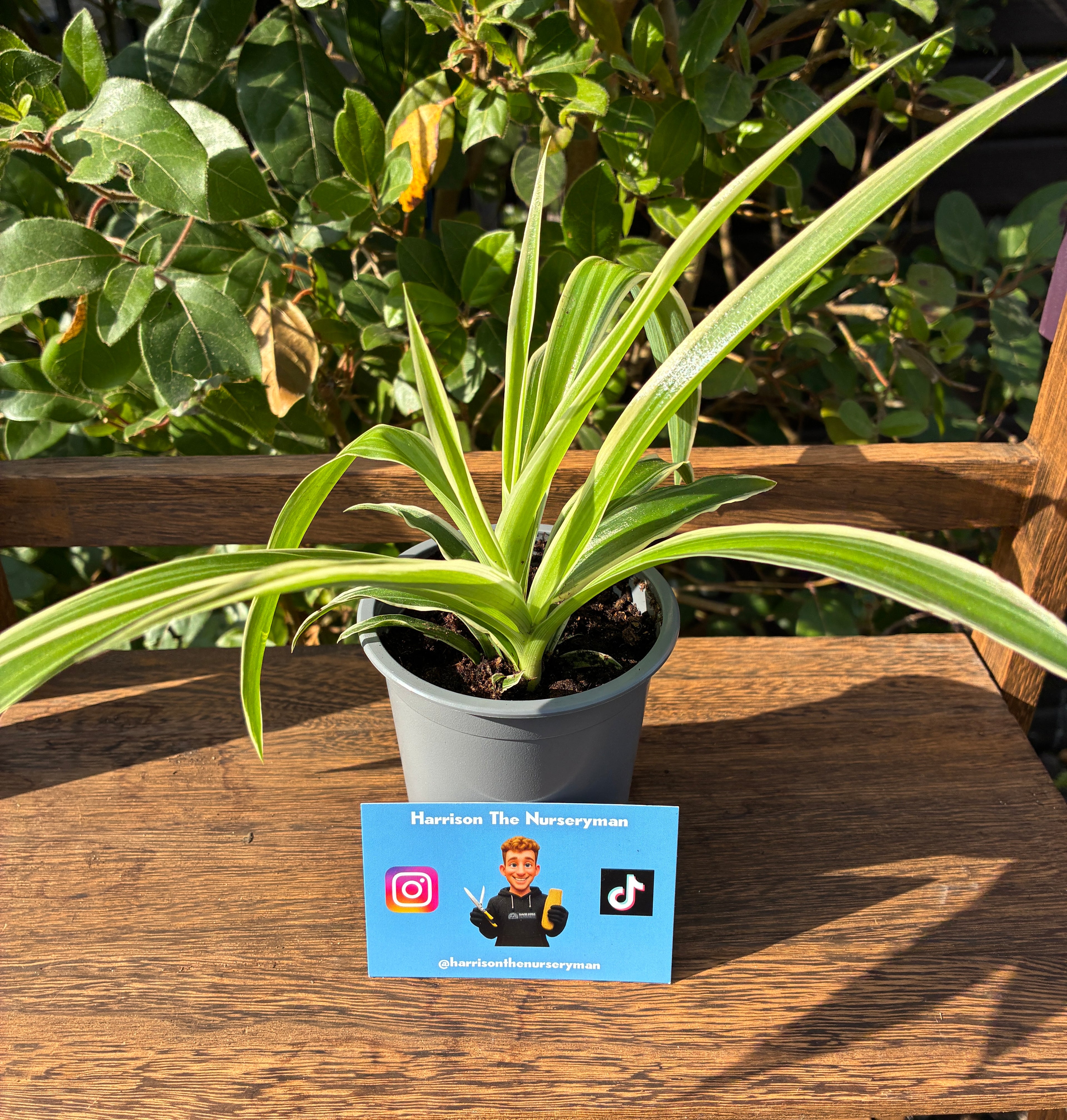Cholorophytum 'Variegatum Reverse' (Spider Plant)