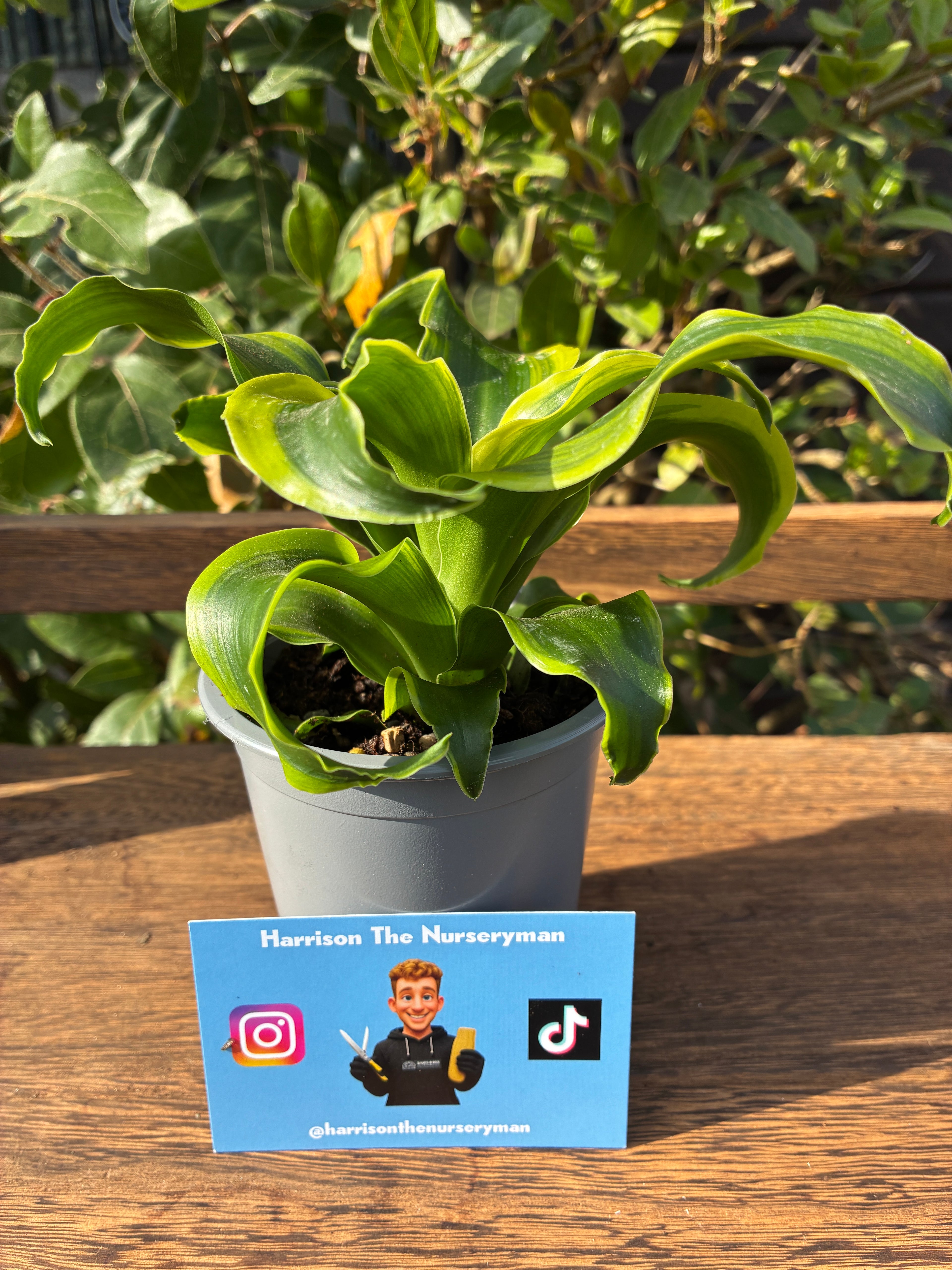 Dracaena 'Dorado' (Ribbon Plant)
