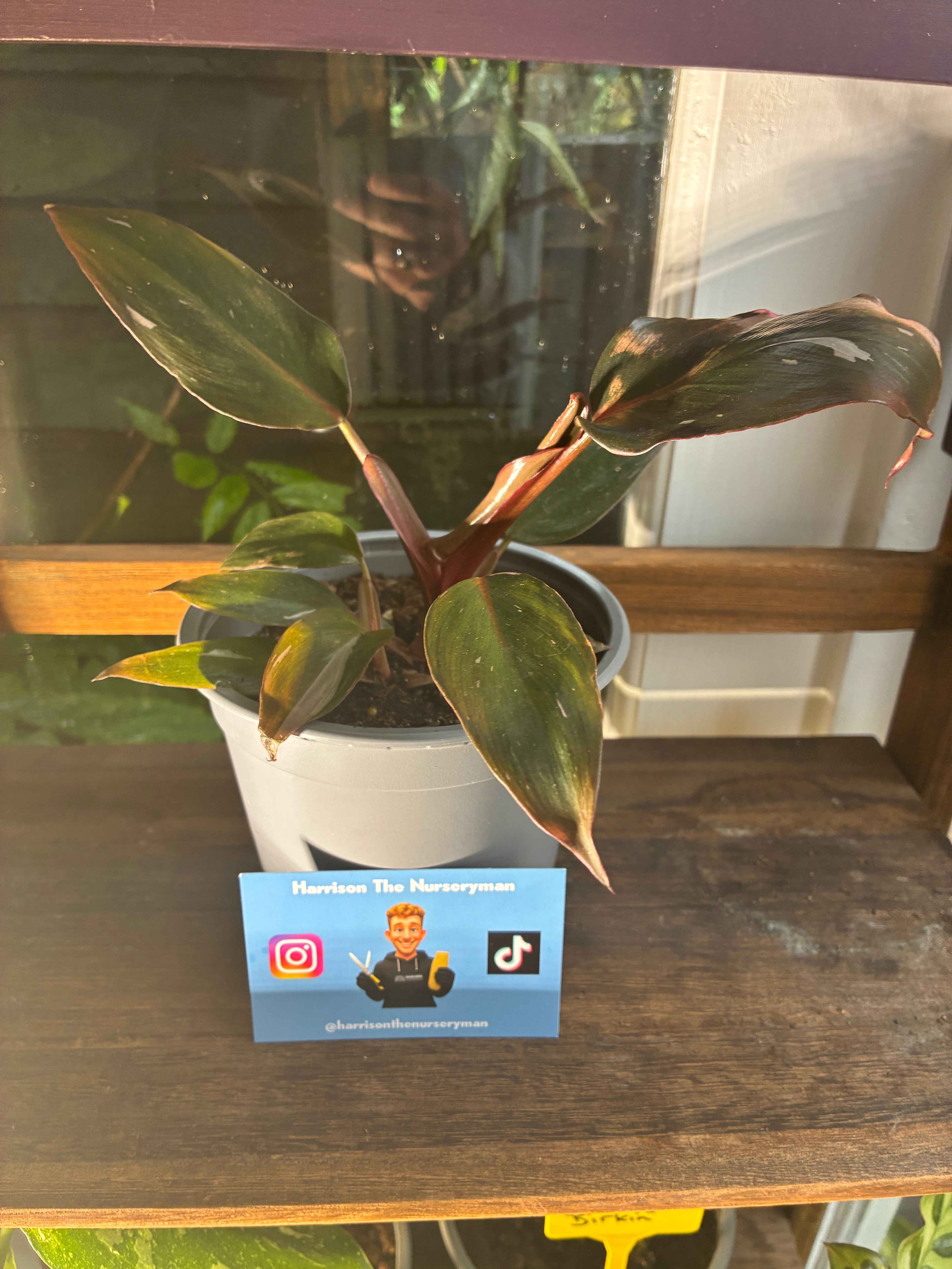 Philodendron 'Pink Princess'